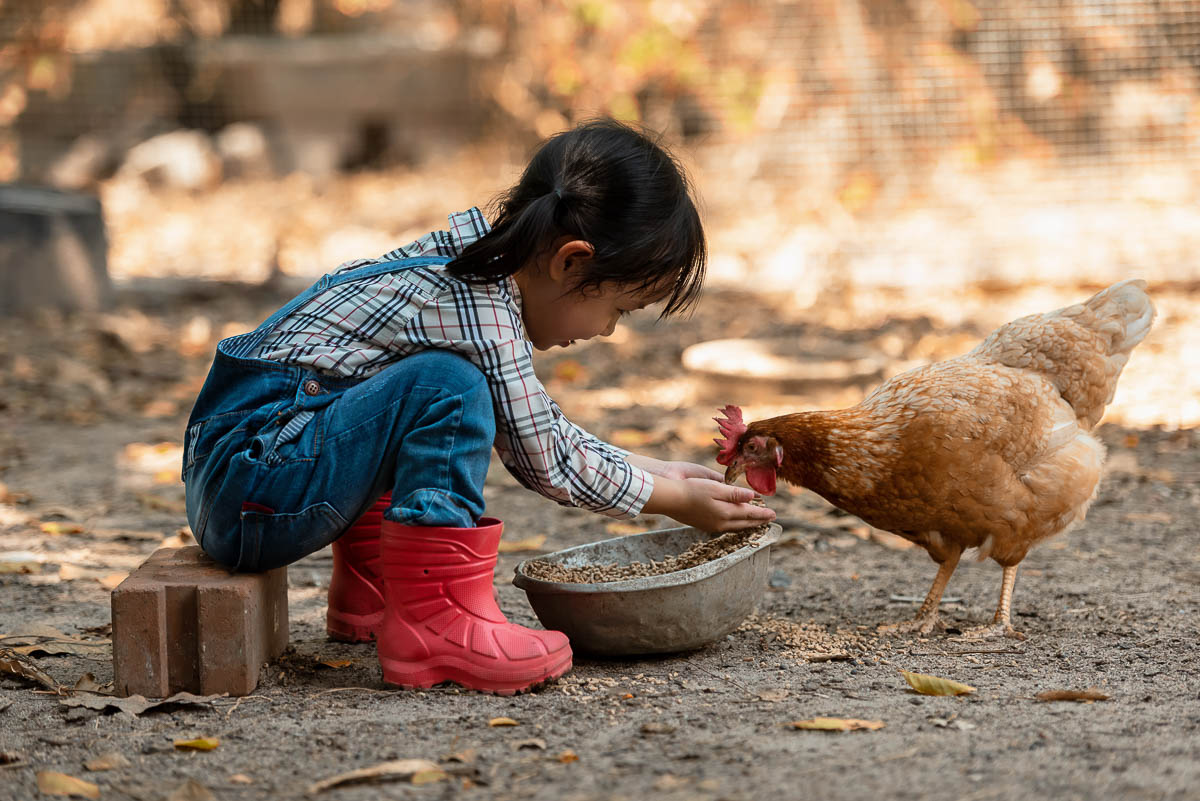 Little girl with chicken