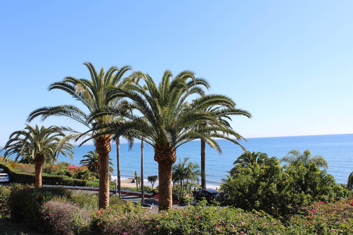 Palm Trees and Ocean