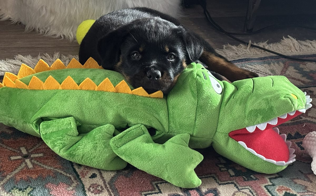 Xena and Alligator Puppy optimized